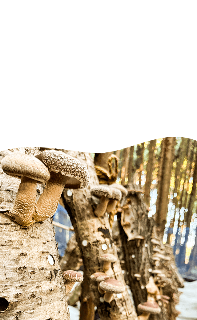 知内しらたふぁーむが贈る、生命力あふれる「本物の味」「こんなに美味しい」には、理由がある。